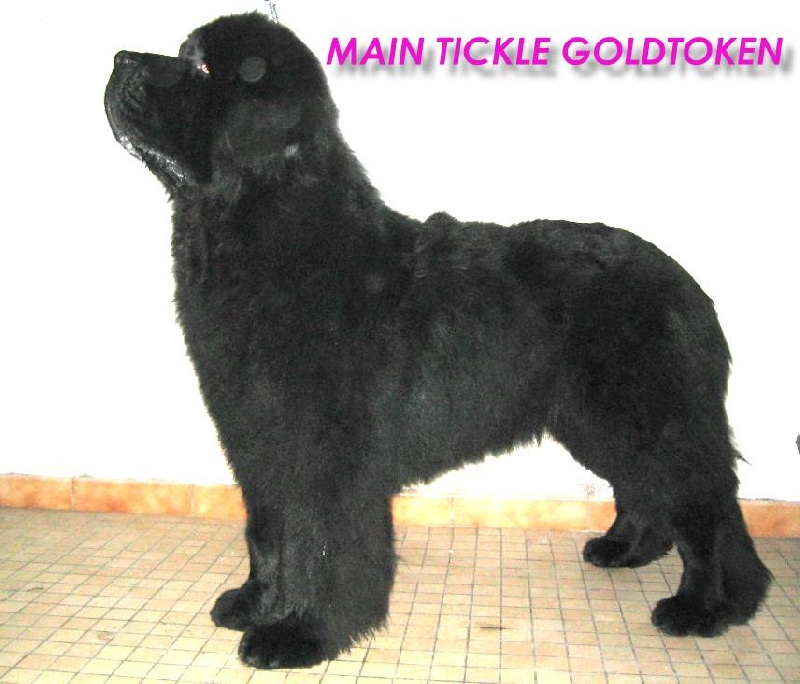 Main tickle goldtoken Lola Dream's