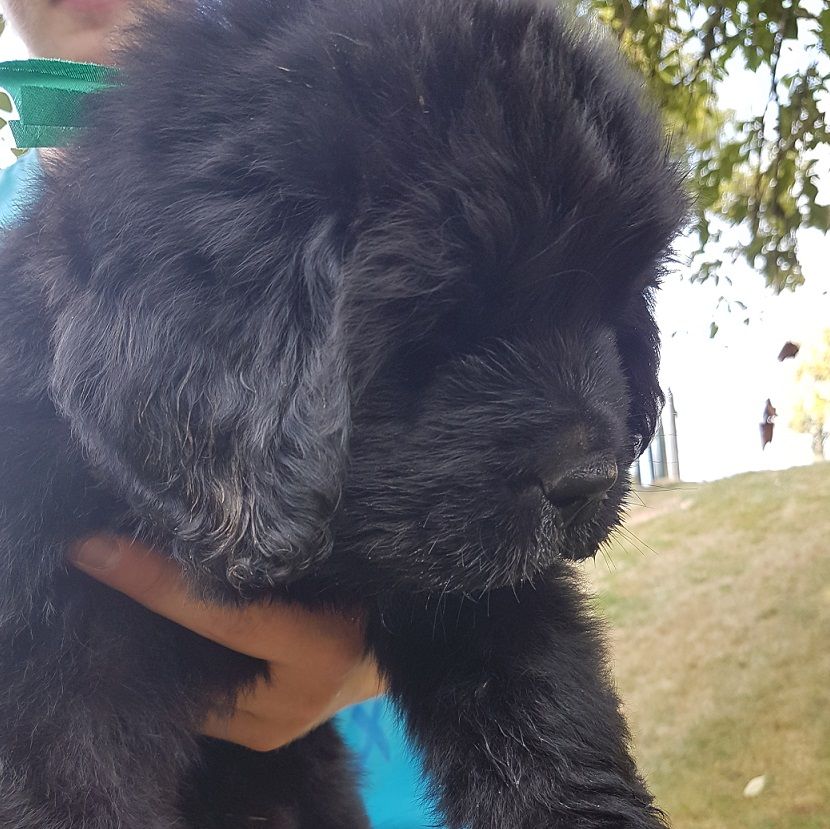 Lola Dream's - Terre-neuve - Portée née le 21/06/2018