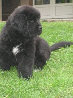 CHIOT